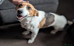 Mixed Breed dogs for sale: Pretty Pixie 😍 - Image 11