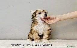 Chinese Crested dogs for stud: Julien INSOLITE FAMILIER import Pl  - Advert 18