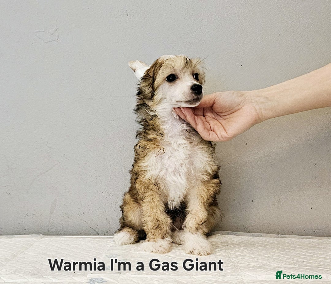 Chinese Crested dogs for stud: Julien INSOLITE FAMILIER import Pl  - Advert 18