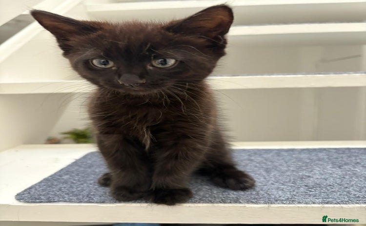 Mixed Breed cats - Advert 15