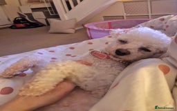 Bichon Frise dogs for sale: *URGENT HOME* Bichon Frise - Image 1