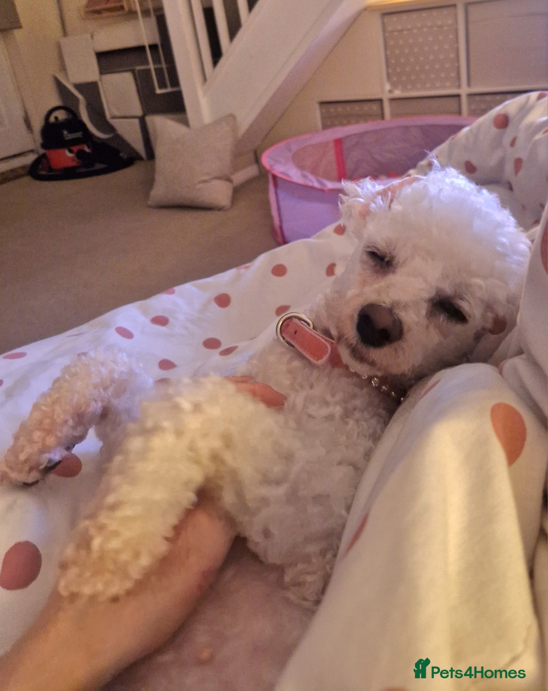 Bichon Frise dogs for sale: *URGENT HOME* Bichon Frise - Image 1