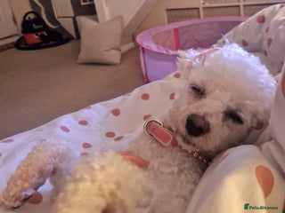 Bichon Frise dogs - Advert 4