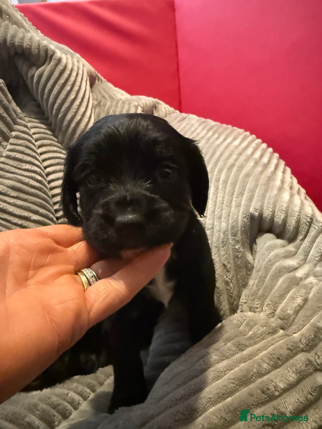 Sprocker dogs for sale: Stunning Sprocker puppies  - Advert 4