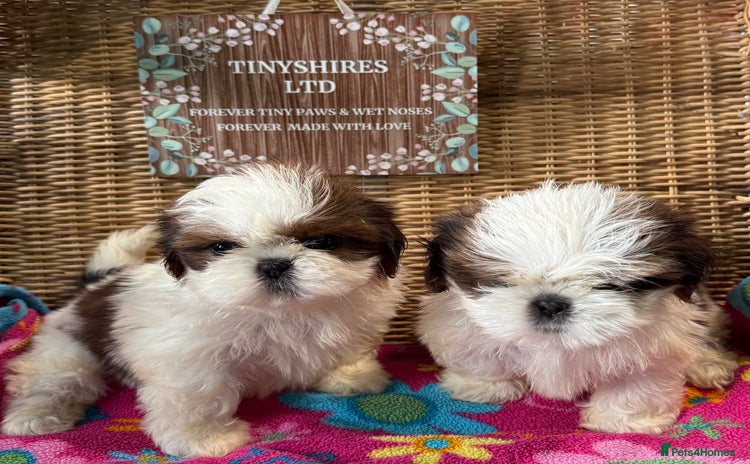 Shih Tzu dogs - Advert 4