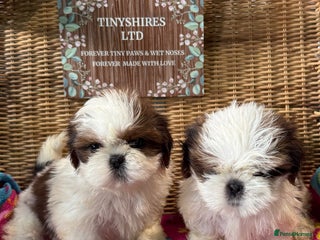 Shih Tzu dogs - Advert 19