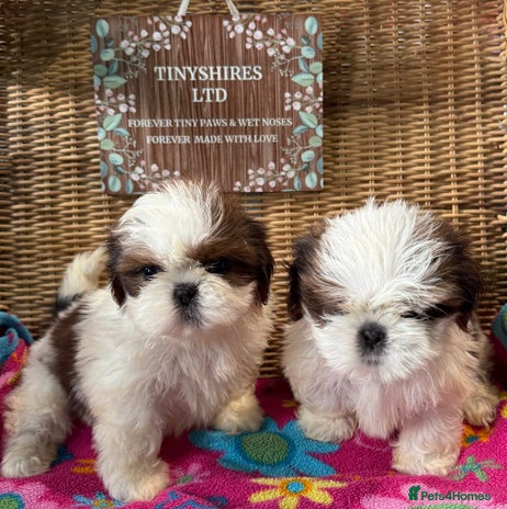 Shih Tzu dogs - Advert 4