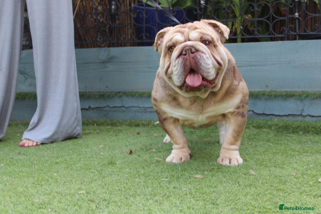 English Bulldog dogs for stud: Chocolate and tan Merle English bulldog  - Image 3