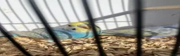 Budgerigars birds for sale: Stunning mutations  - Advert 20
