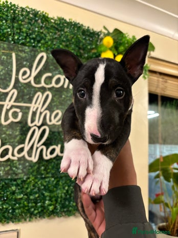 English Bull Terrier dogs - Advert 15