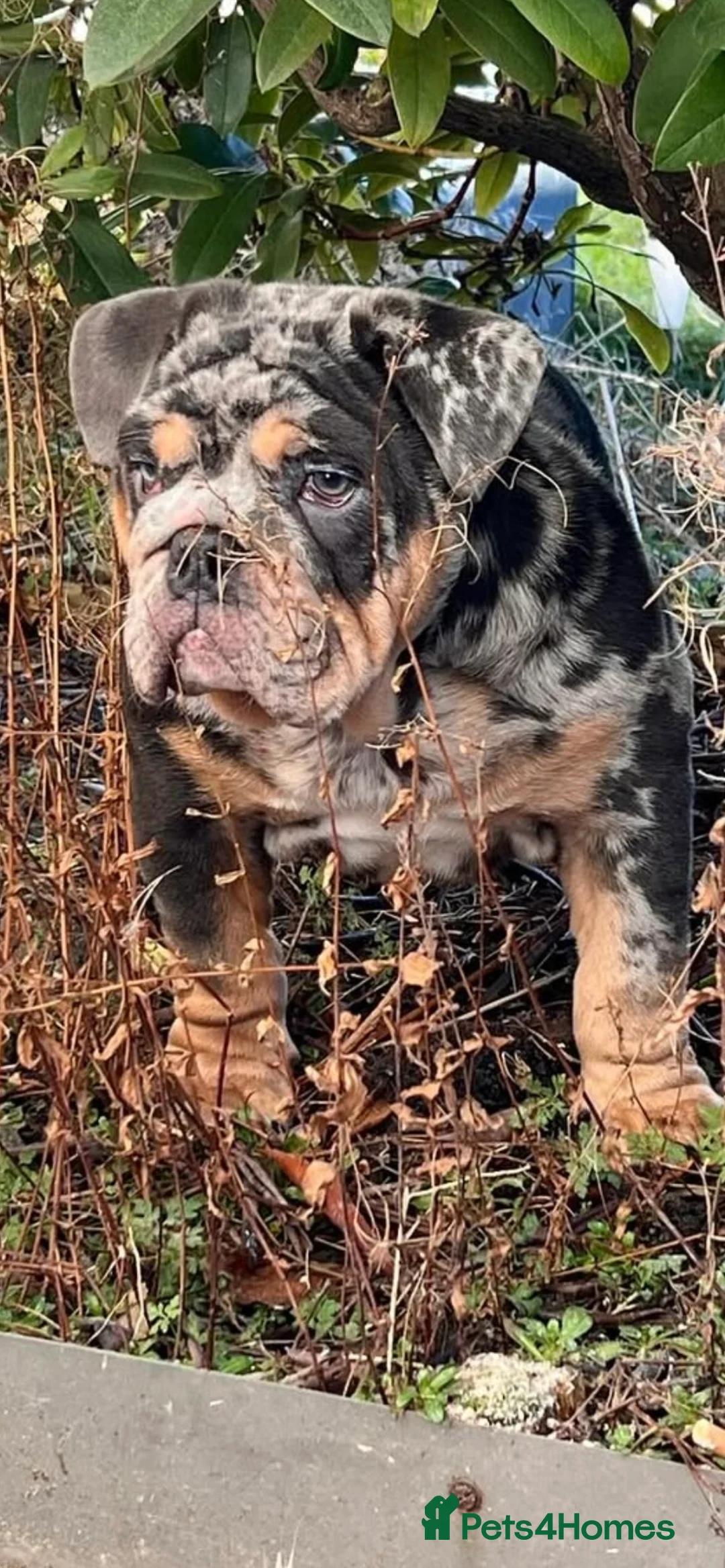 English Bulldog dogs for stud: Blue, Lilac & Tan Merle British Bulldog |STUD ONLY - Advert 15