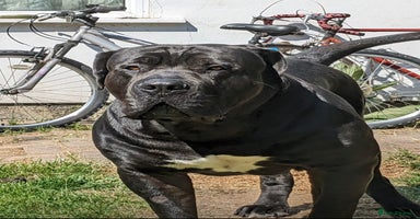 Boerboel dogs - Advert 4