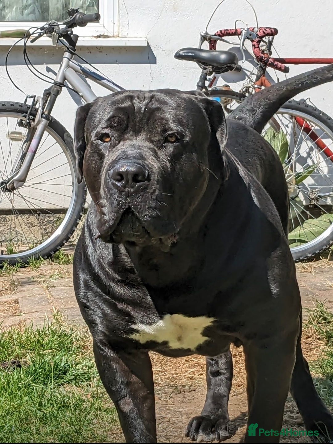 Boerboel dogs for stud: Pure Boerboel up for stud - Image 3