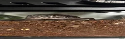 Leopard Gecko reptiles for sale: Leopard Gecko  - Advert 3