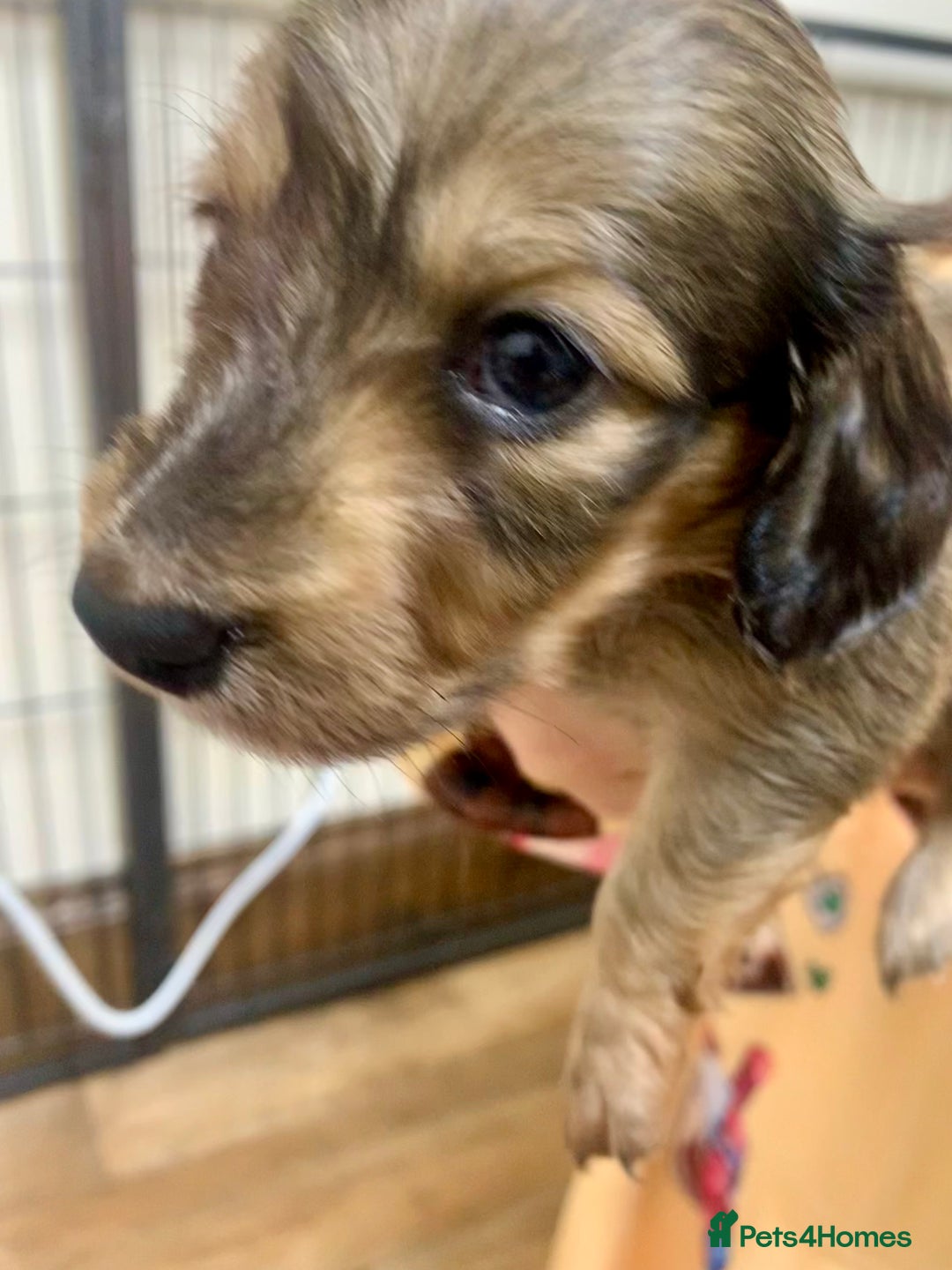 Miniature Dachshund dogs for sale: KC reg mini Longhaired Dachshunds - Advert 6