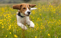 Beagle dogs for stud: Pedigree Beagle for Stud in Aldershot - Image 5
