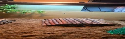 Tortoise reptiles for sale: Hermann tortoise - Advert 3
