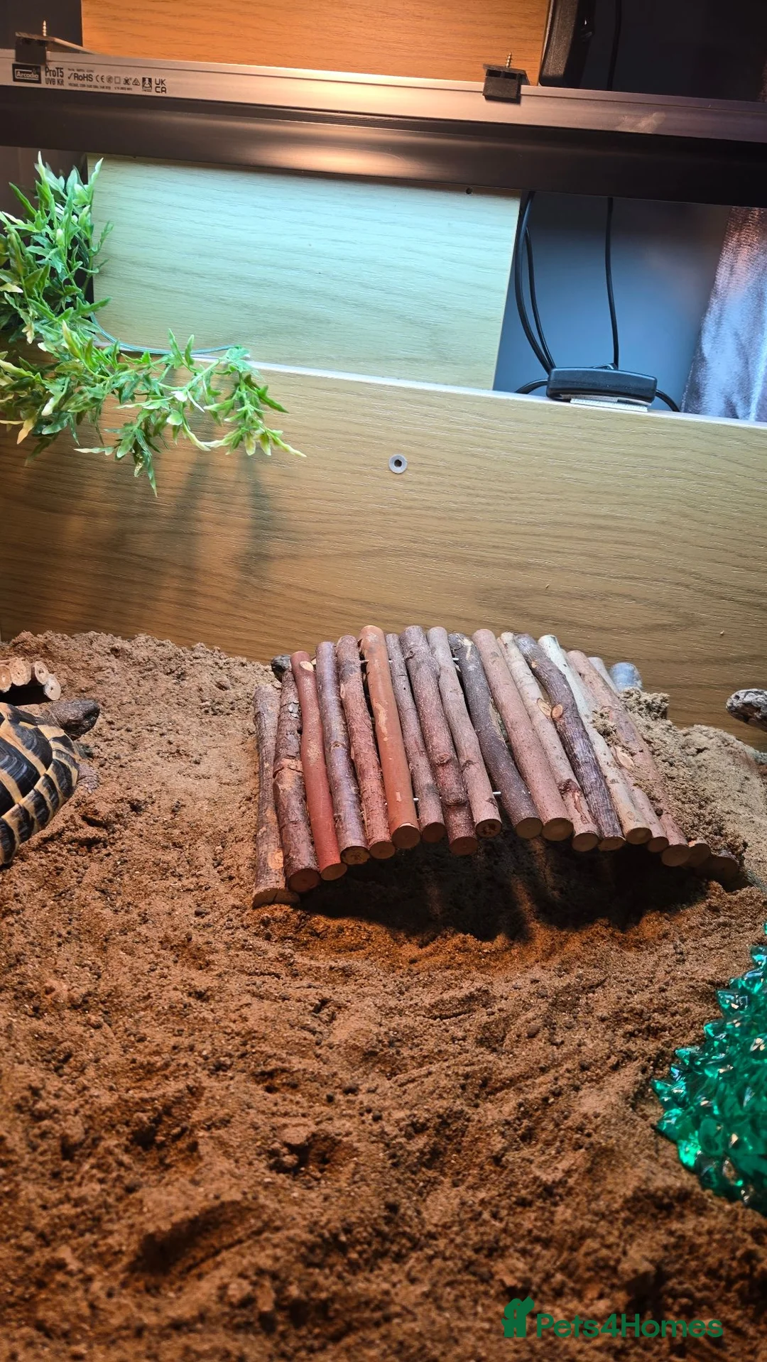 Tortoise reptiles for sale: Hermann tortoise - Advert 3