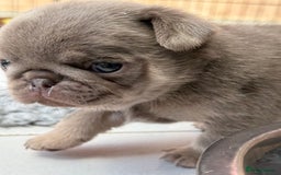 Pug dogs for sale: Stunning litter lilac tans and lilac tan pandas - Image 7