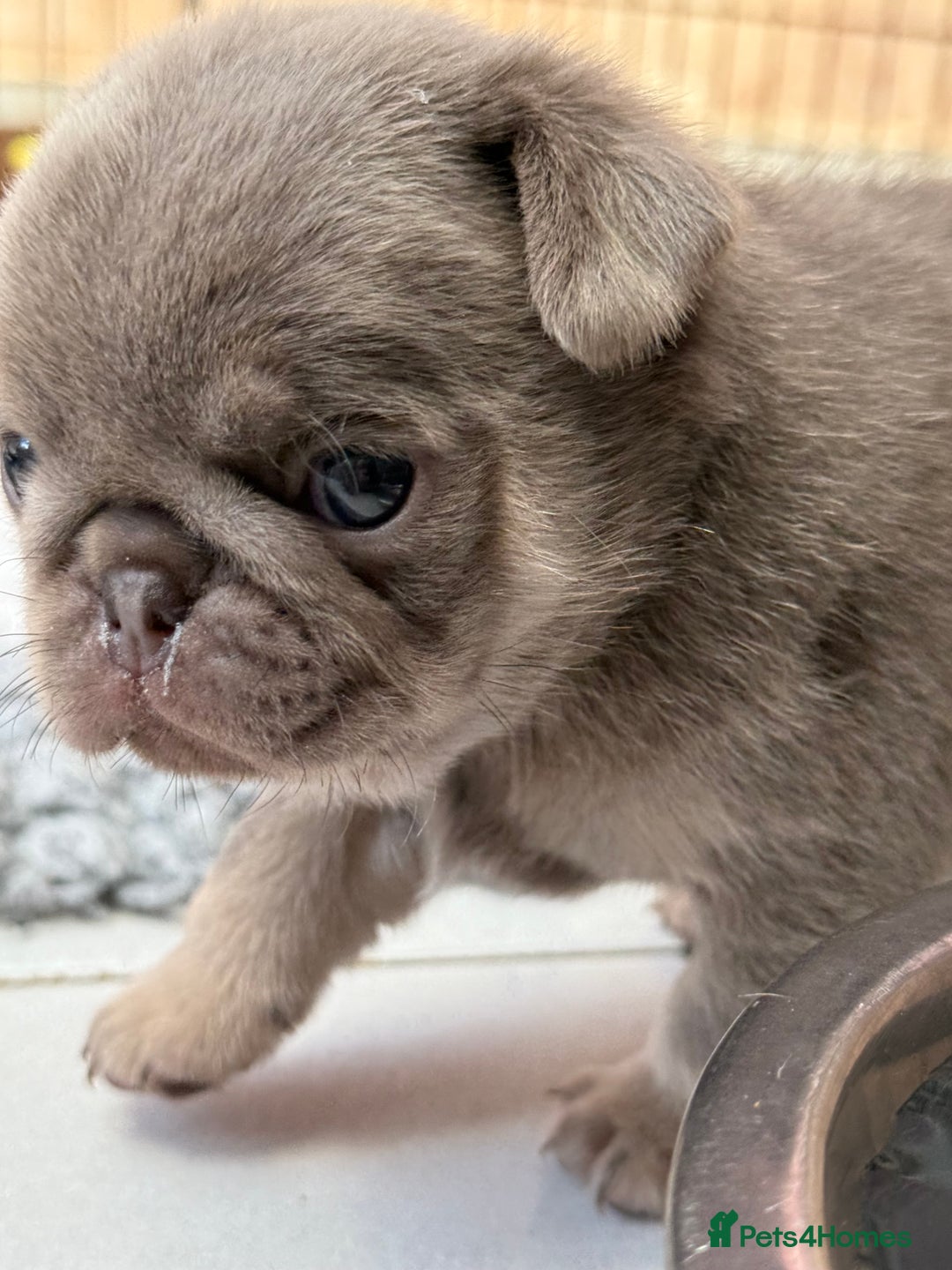 Pug dogs for sale: Stunning litter lilac tans and lilac tan pandas - Image 7