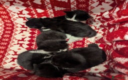 Mixed Breed cats for sale: 3 Beautiful Black and White Tuxedo Kittens  - Image 16