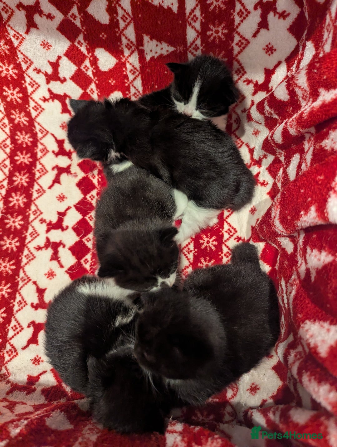 Mixed Breed cats for sale: 3 Beautiful Black and White Tuxedo Kittens  - Image 16