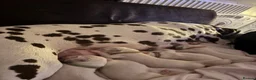 Dalmatian dogs for sale: Eagerly Awaited Litter Now Here 💫 - Advert 31