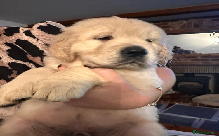 Golden Retriever dogs - Advert 1