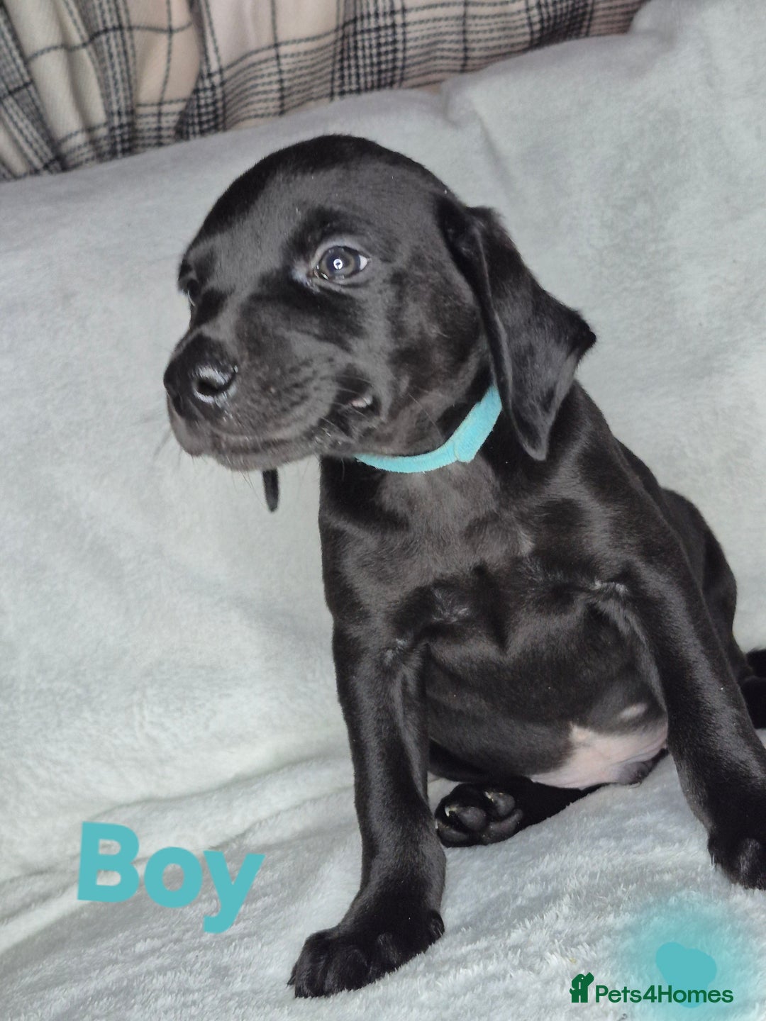 Mixed Breed dogs for sale: 6 mixed breed puppies - Advert 5