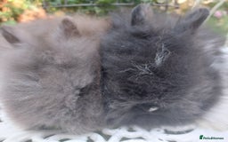 Angora rabbits for sale: STUNNING TEDDYDWERG BABIES  - Image 4