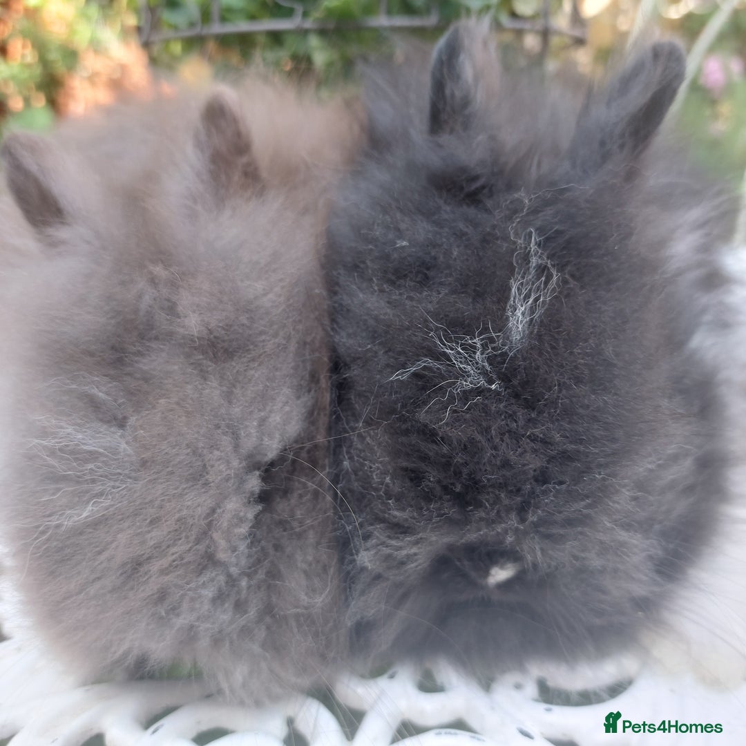 Angora rabbits for sale: STUNNING TEDDYDWERG BABIES  - Image 4