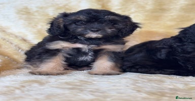 Cavapoo dogs - Advert 16