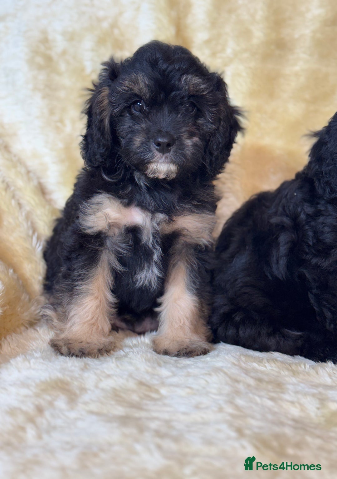 Cavapoo dogs for sale: Cavapoo F1 pups health tested parents  - Image 2