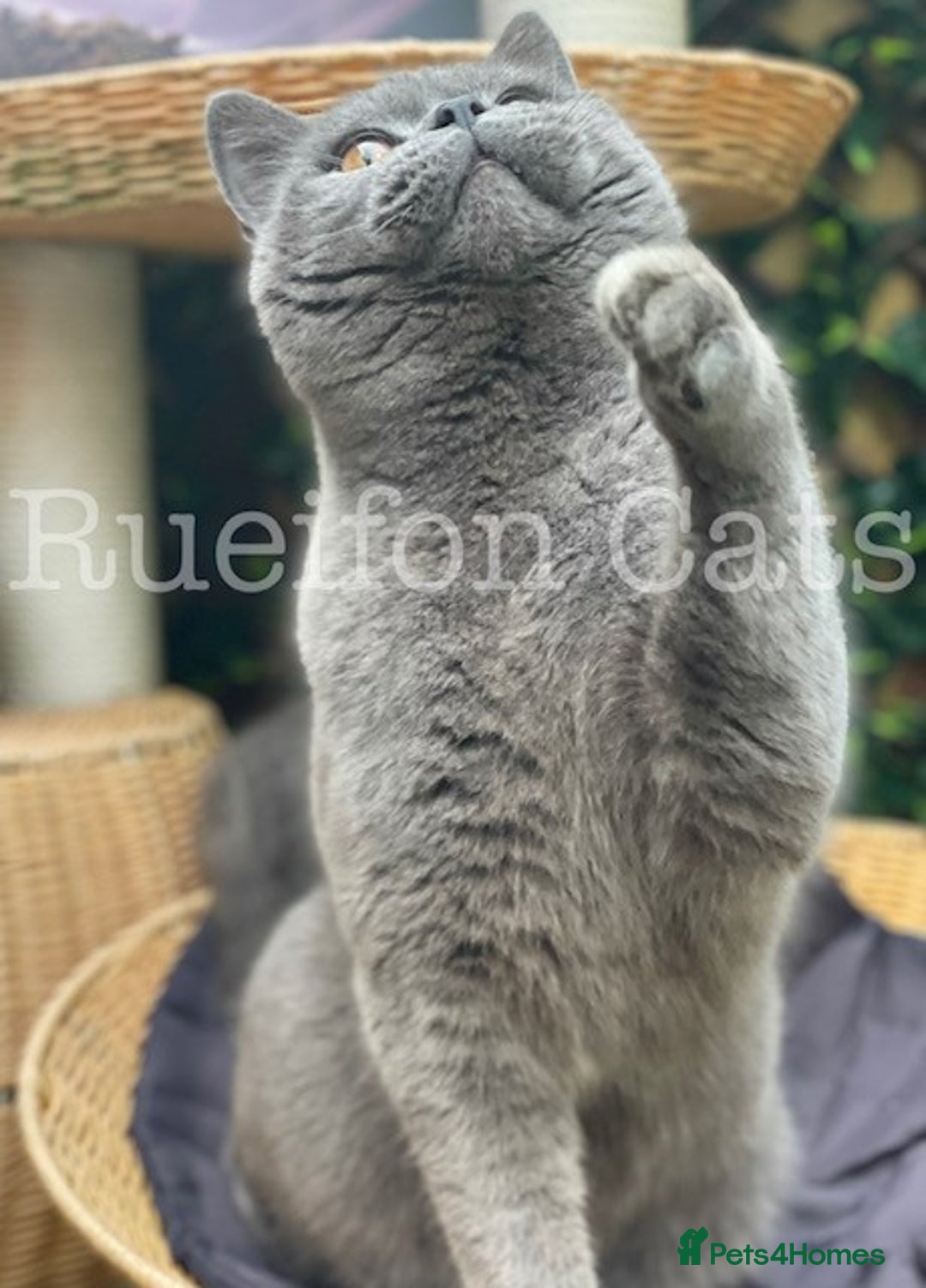 British Shorthair cats for sale: Adorable British Shorthair kittens GCCF registered - Image 14