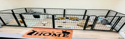 French Lop rabbits for sale: Reggie & Ronnie (Brothers)  in Blackburn - Advert 7