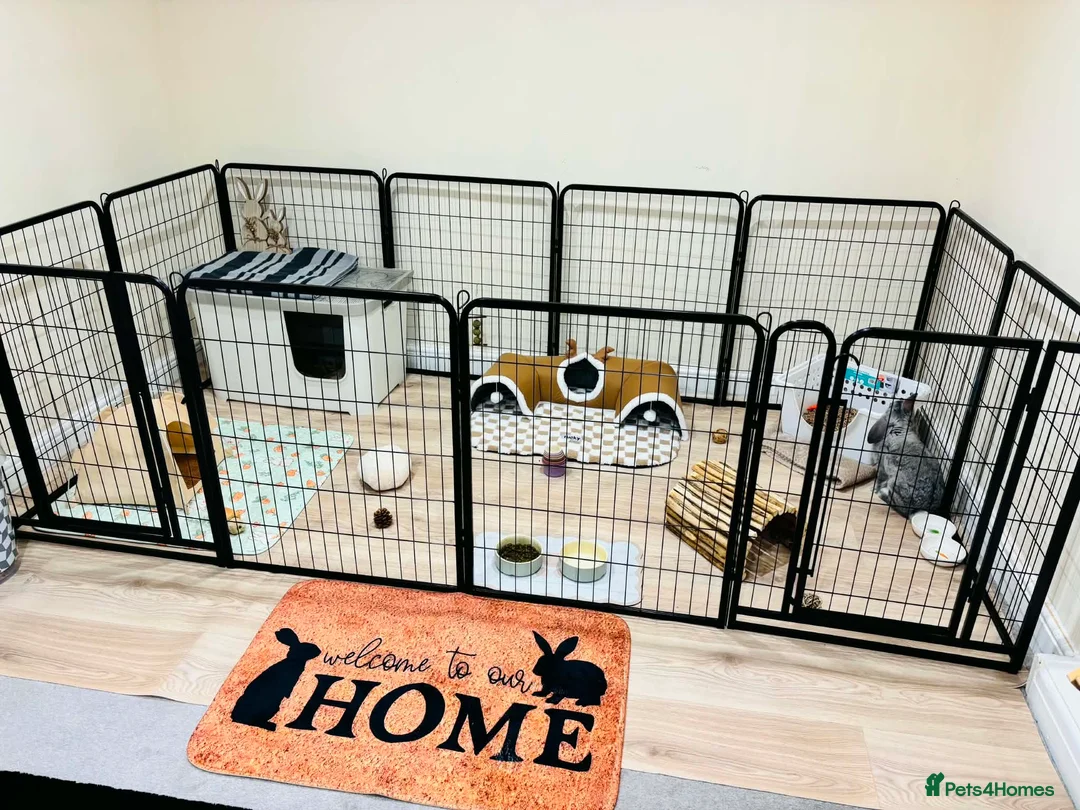 French Lop rabbits for sale: Reggie & Ronnie (Brothers)  in Blackburn - Advert 7