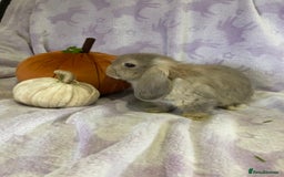 Mini Lop rabbits for sale: Adorable mini lop for sale  - Image 2