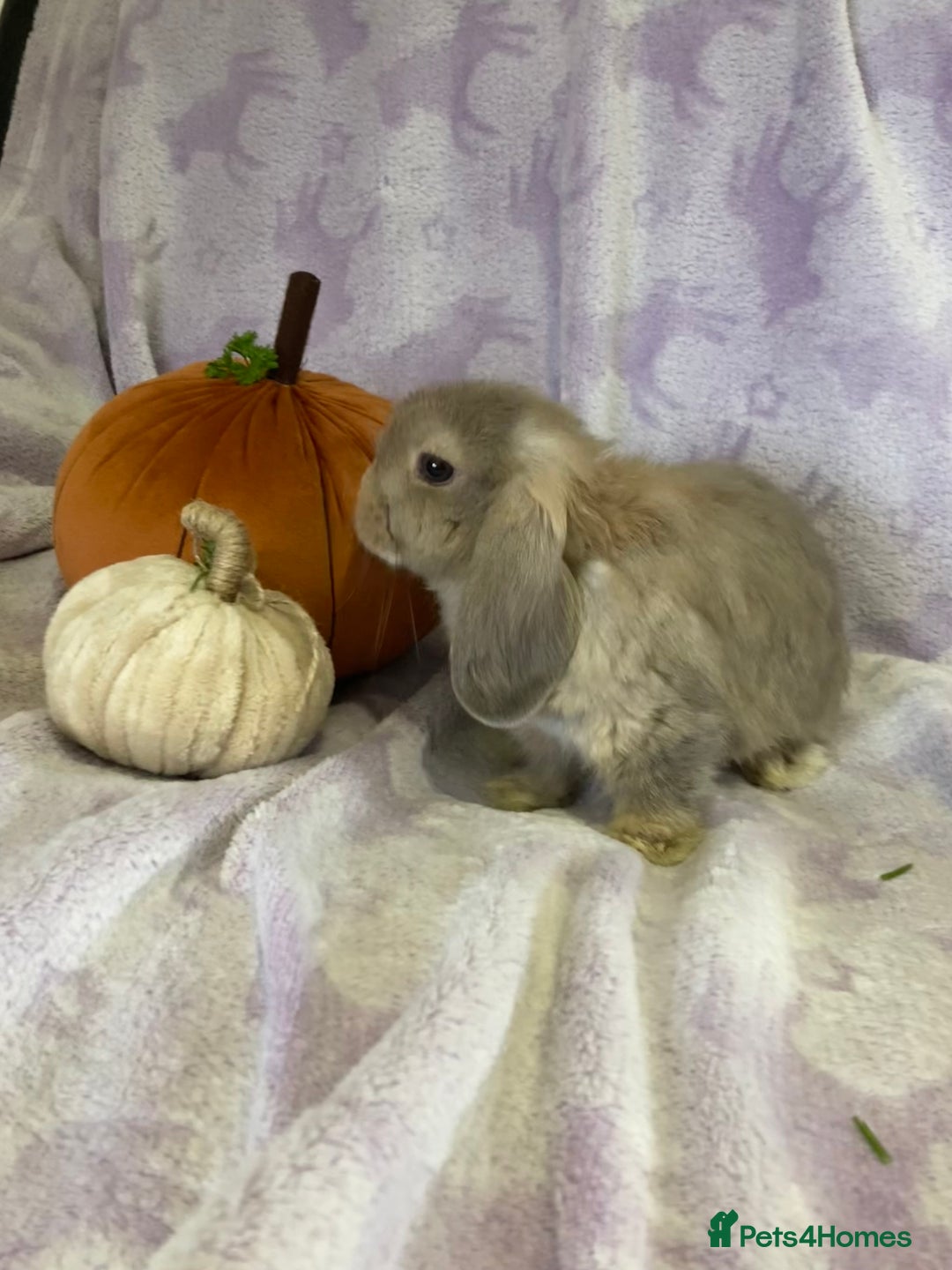 Mini Lop rabbits for sale: Adorable mini lop for sale  - Image 2