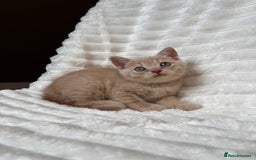 British Shorthair cats for sale: OUTSTANDING GCCF + HEALTH TESTED BSH + BLH KITTENS - Image 32