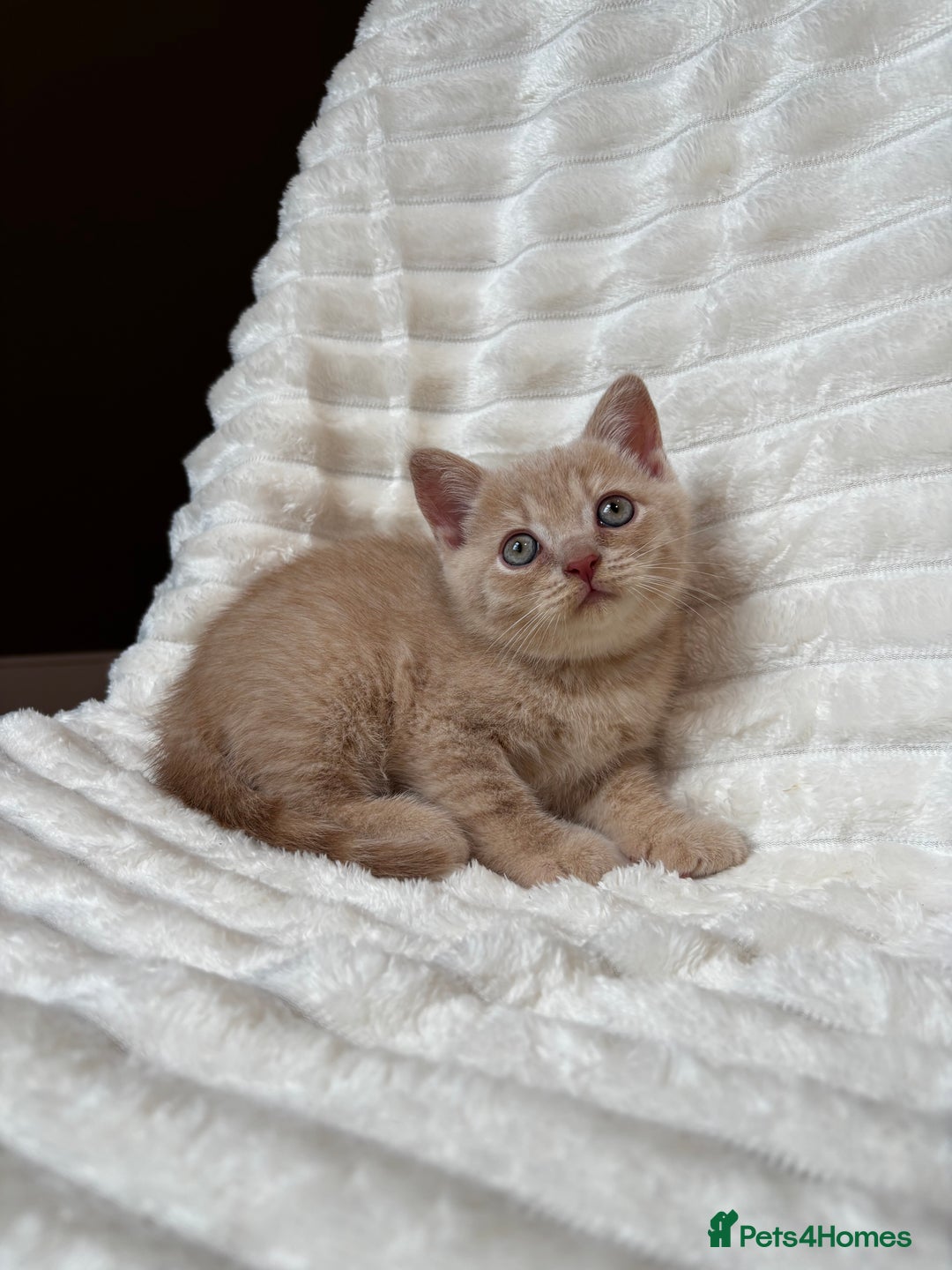 British Shorthair cats for sale: OUTSTANDING GCCF + HEALTH TESTED BSH + BLH KITTENS - Image 32