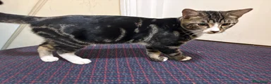 Mixed Breed 2