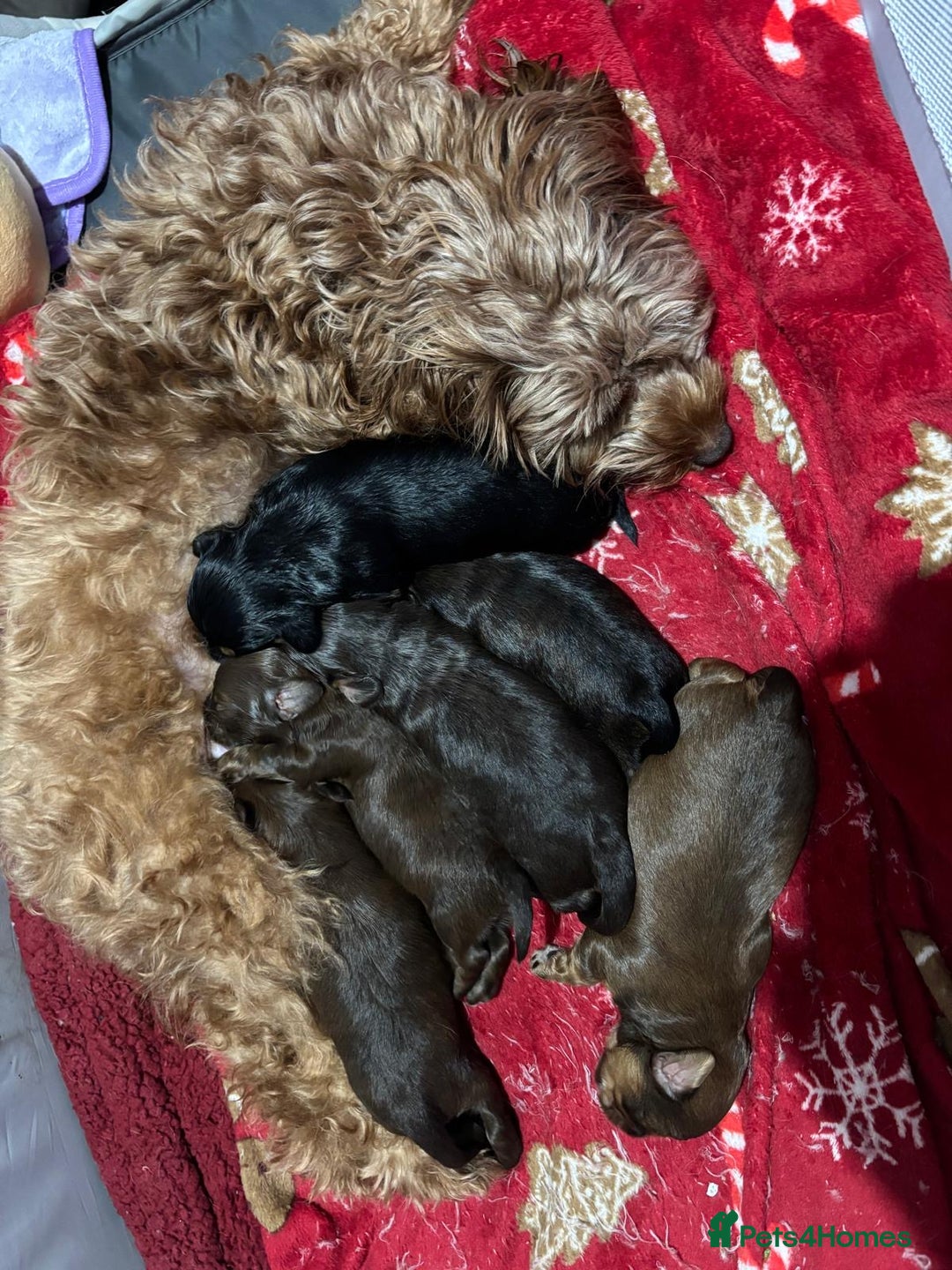 Mixed Breed dogs for sale: Cockapoo Mix Puppies - Advert 19