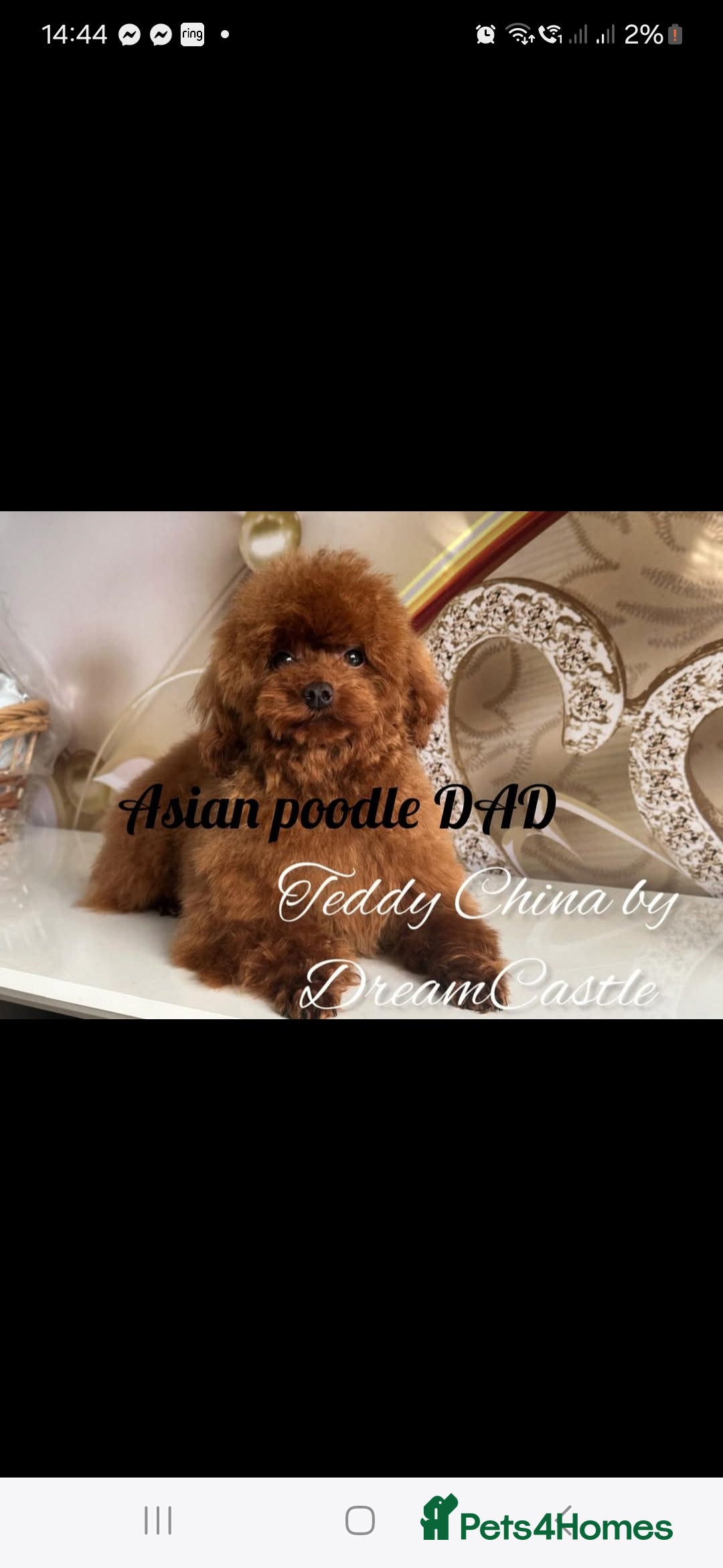 Toy Poodle dogs for stud: Red asian poodle for stud - Advert 2