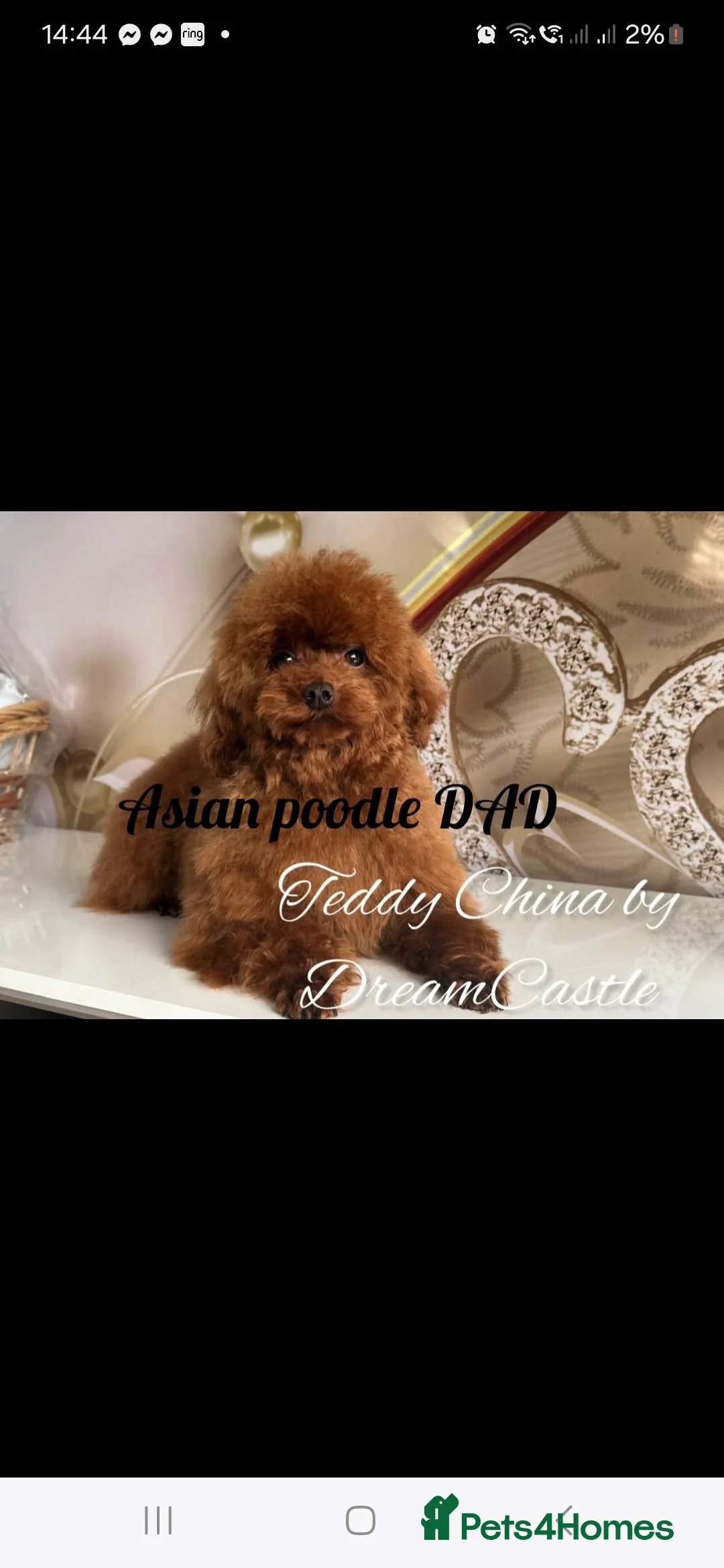Toy Poodle dogs for stud: Red asian poodle for stud - Advert 2
