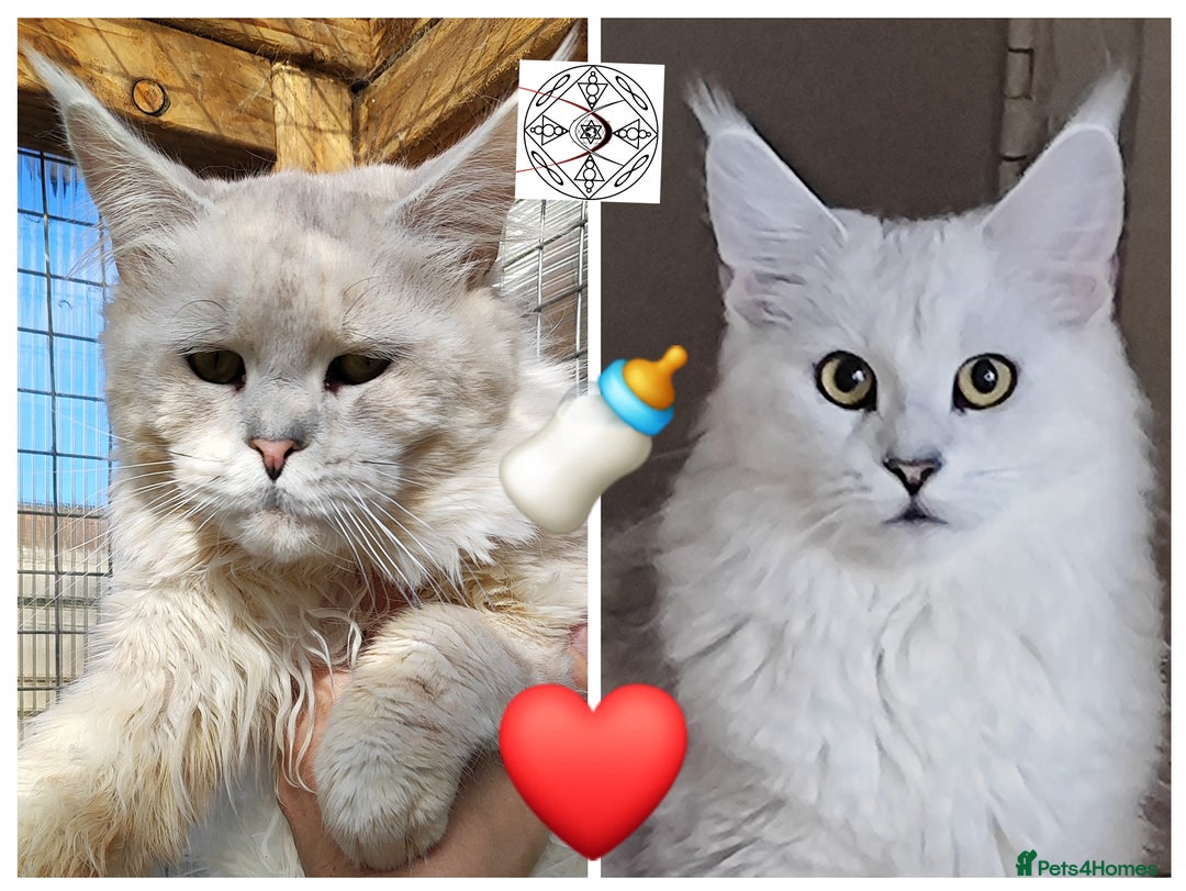 Maine Coon cats for sale: Unique beautiful kittens  - Advert 21