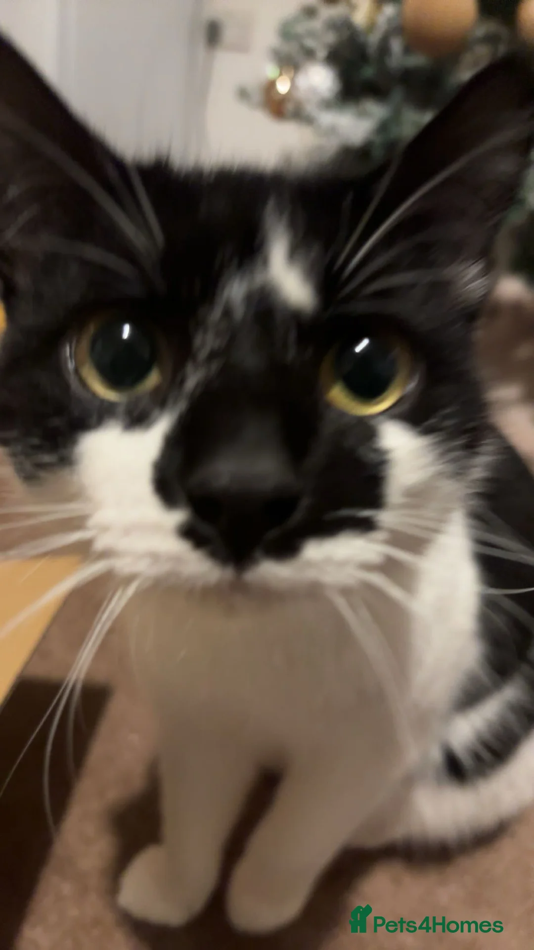 Mixed Breed cats for sale: 2 Male Cats - Advert 1