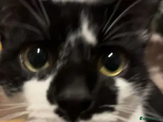 Mixed Breed cats 2 Male Cats - Advert 2