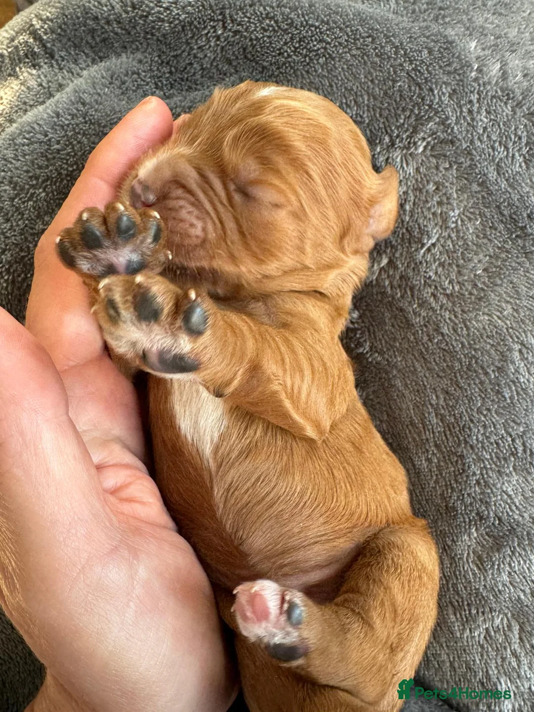 Cavalier King Charles Spaniel dogs for stud:  HEALTH TESTED kc cavalier king charles for stud  in Bedford - Advert 29