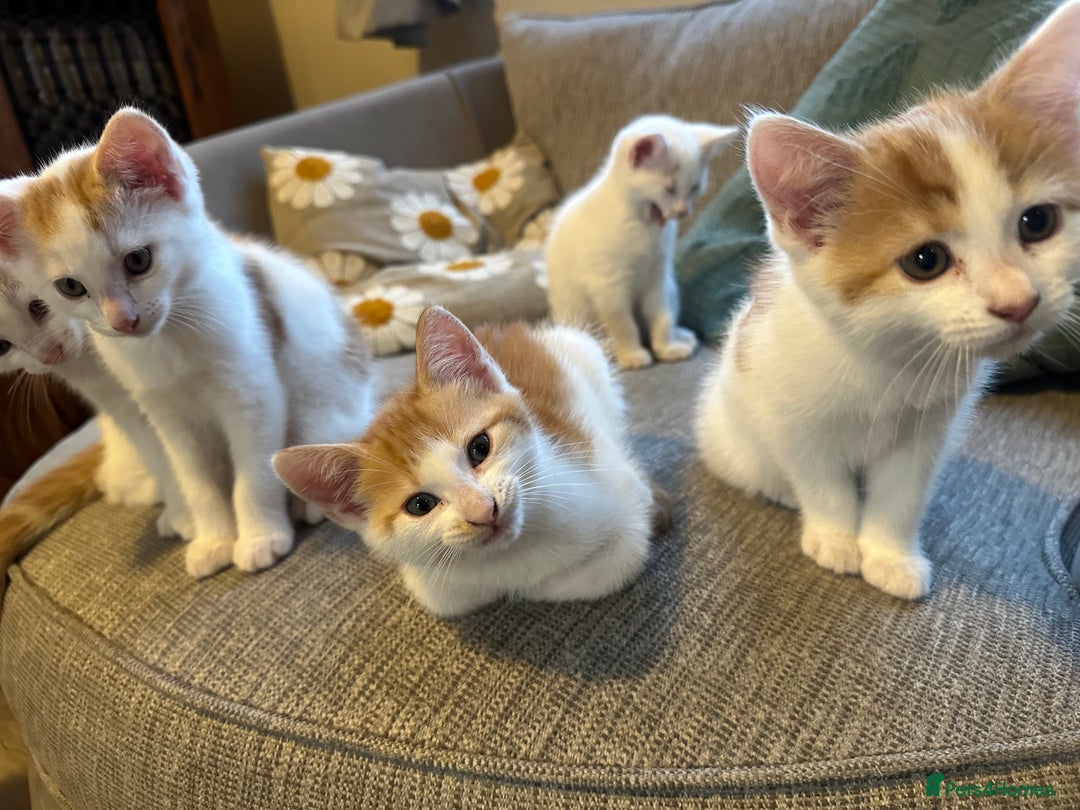Turkish Van cats for sale: 5 beautiful kittens looking for families  - Image 7