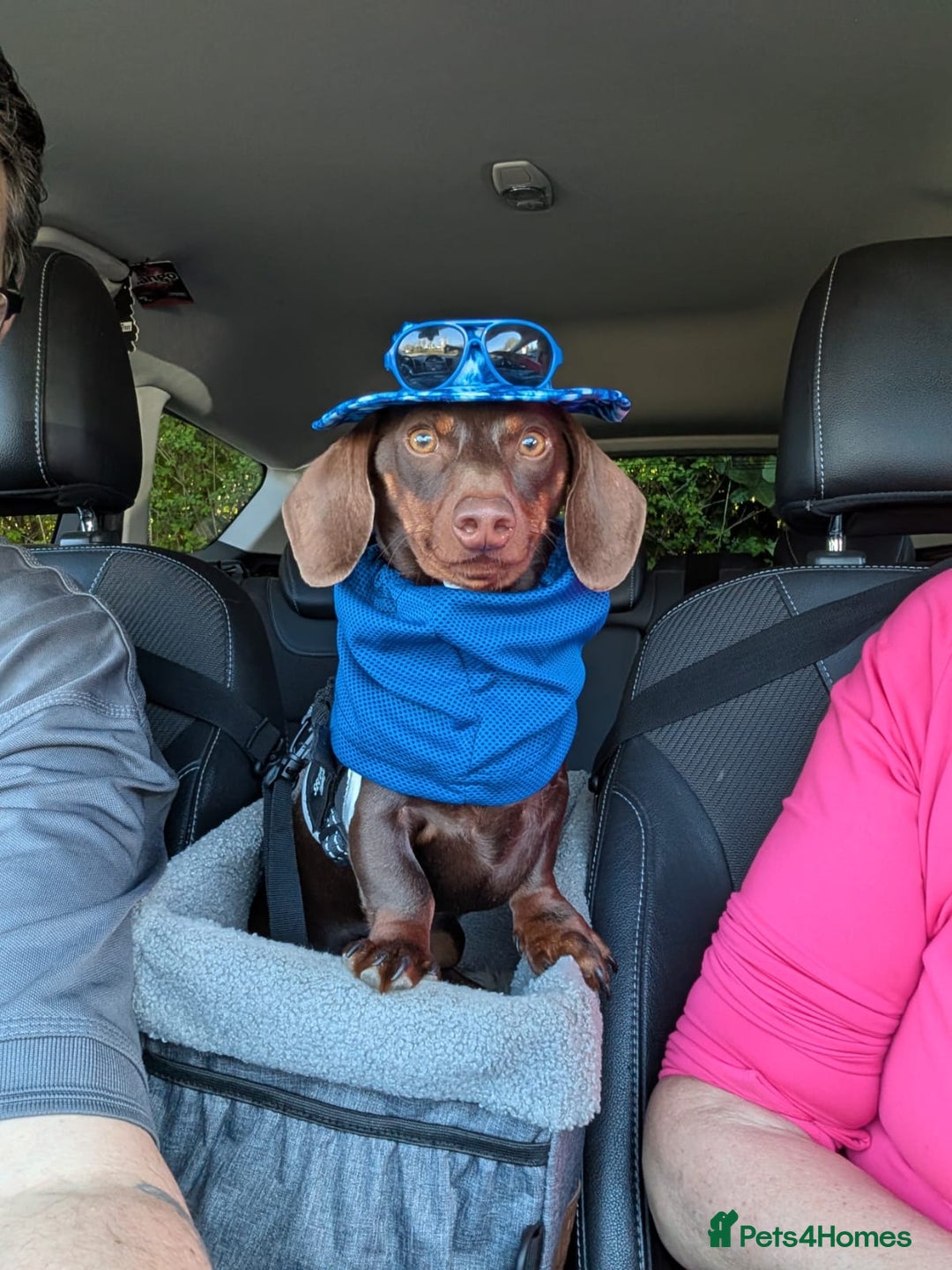 Miniature Dachshund dogs for stud: Miniature Dachshund Stud dog - Image 1